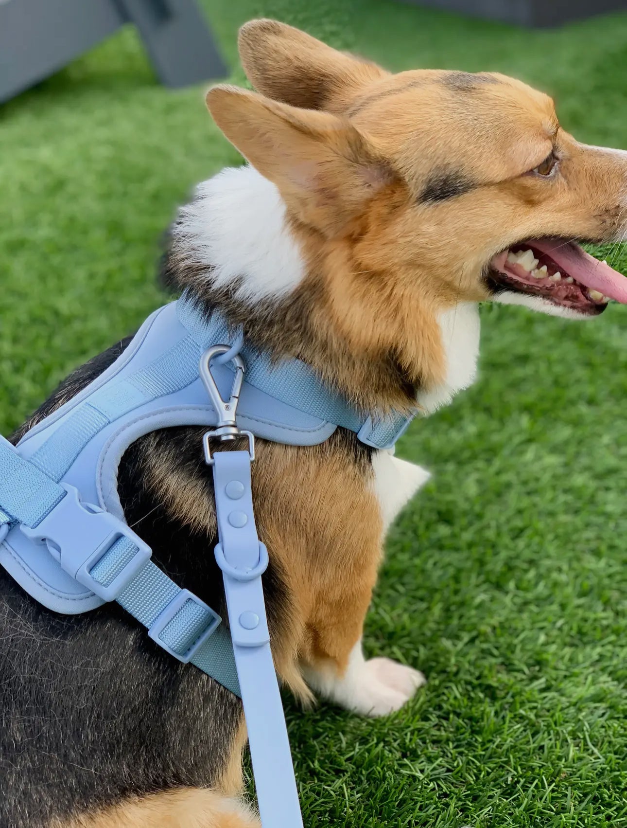 Dog Harness