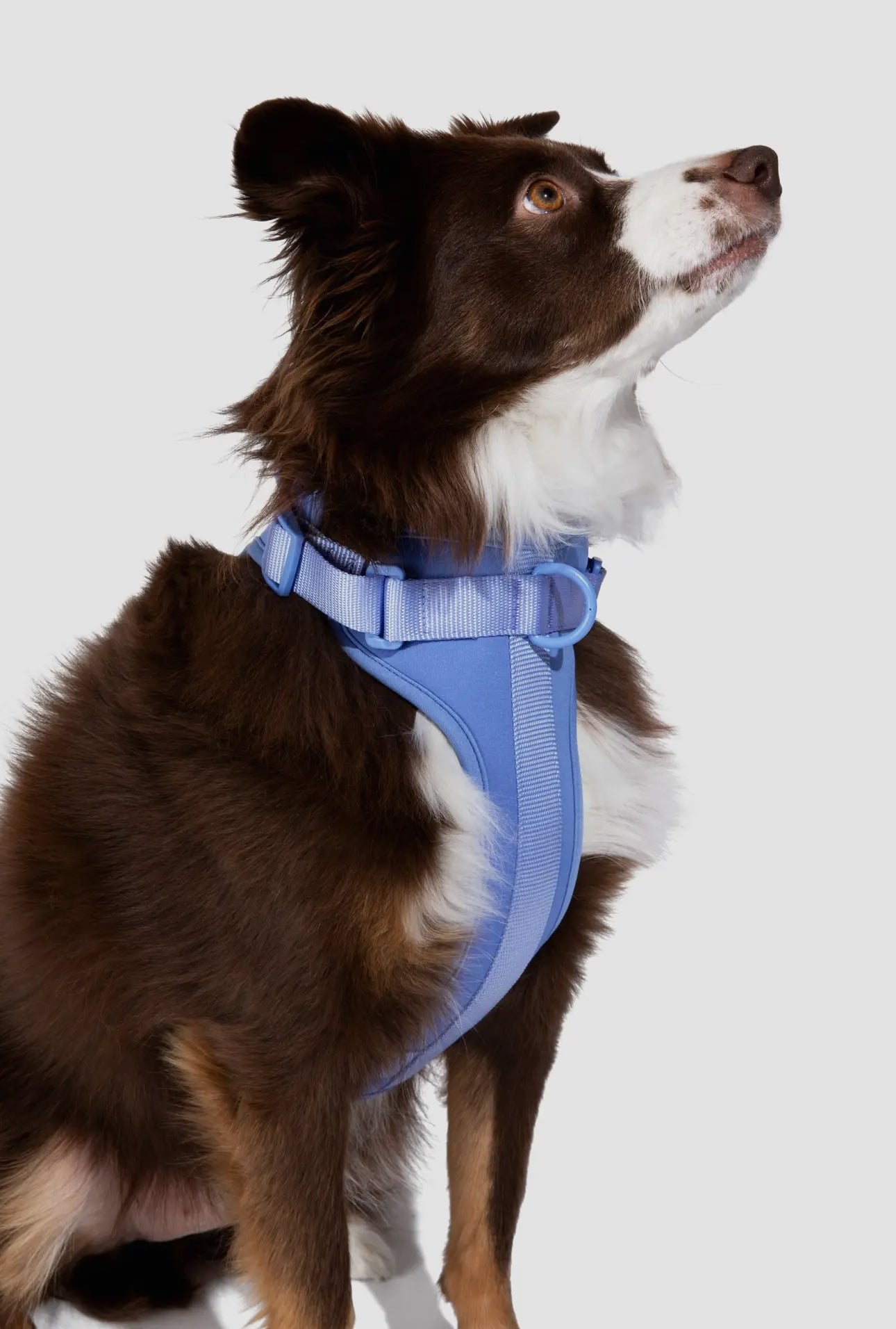 Dog Harness