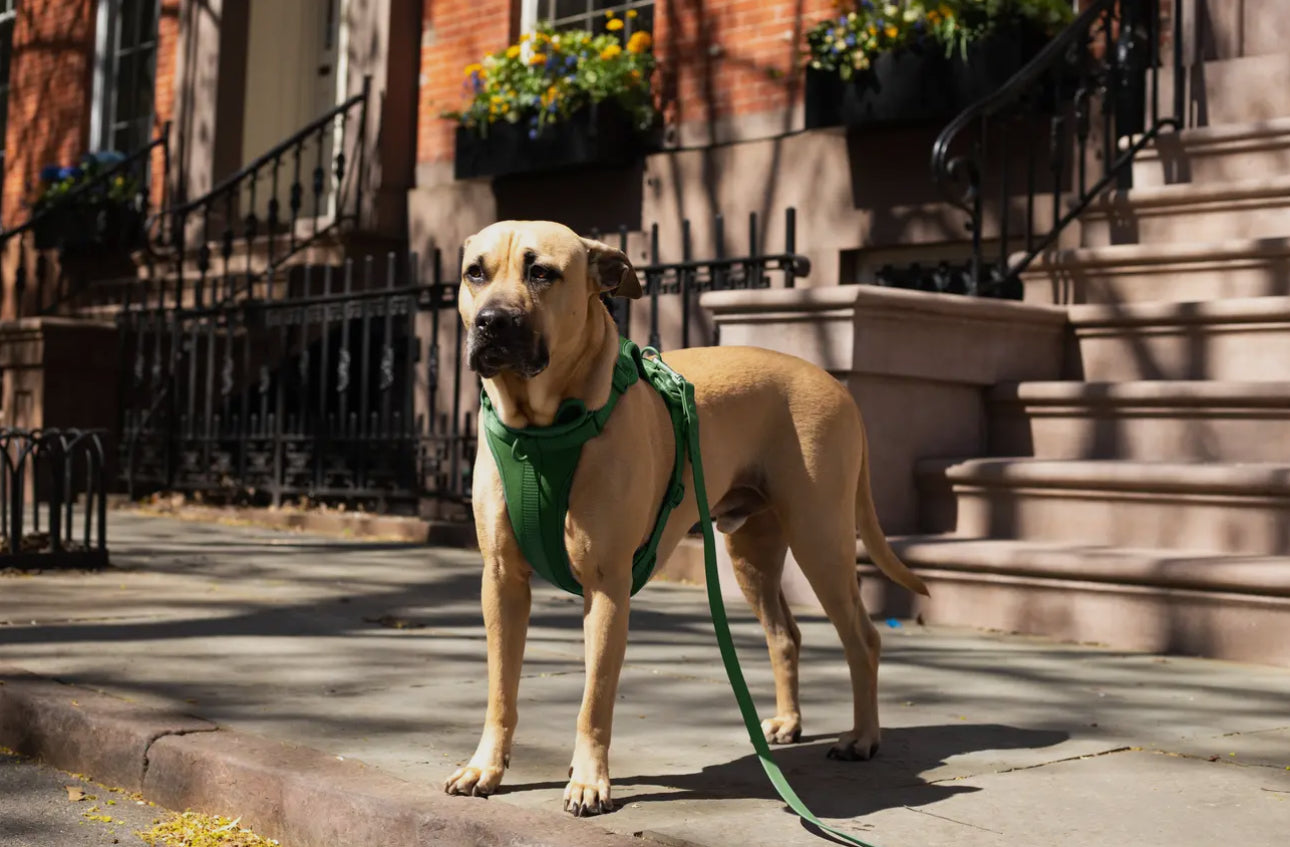 Dog Harness