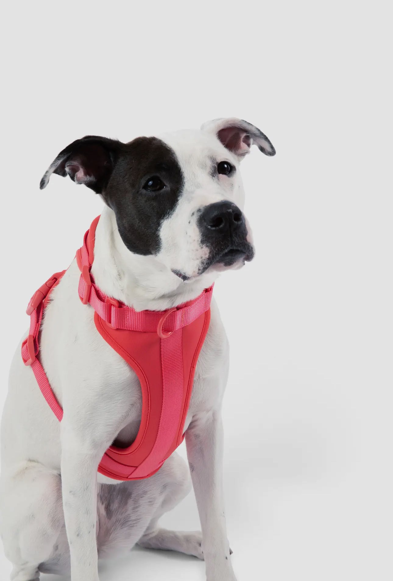 Dog Harness