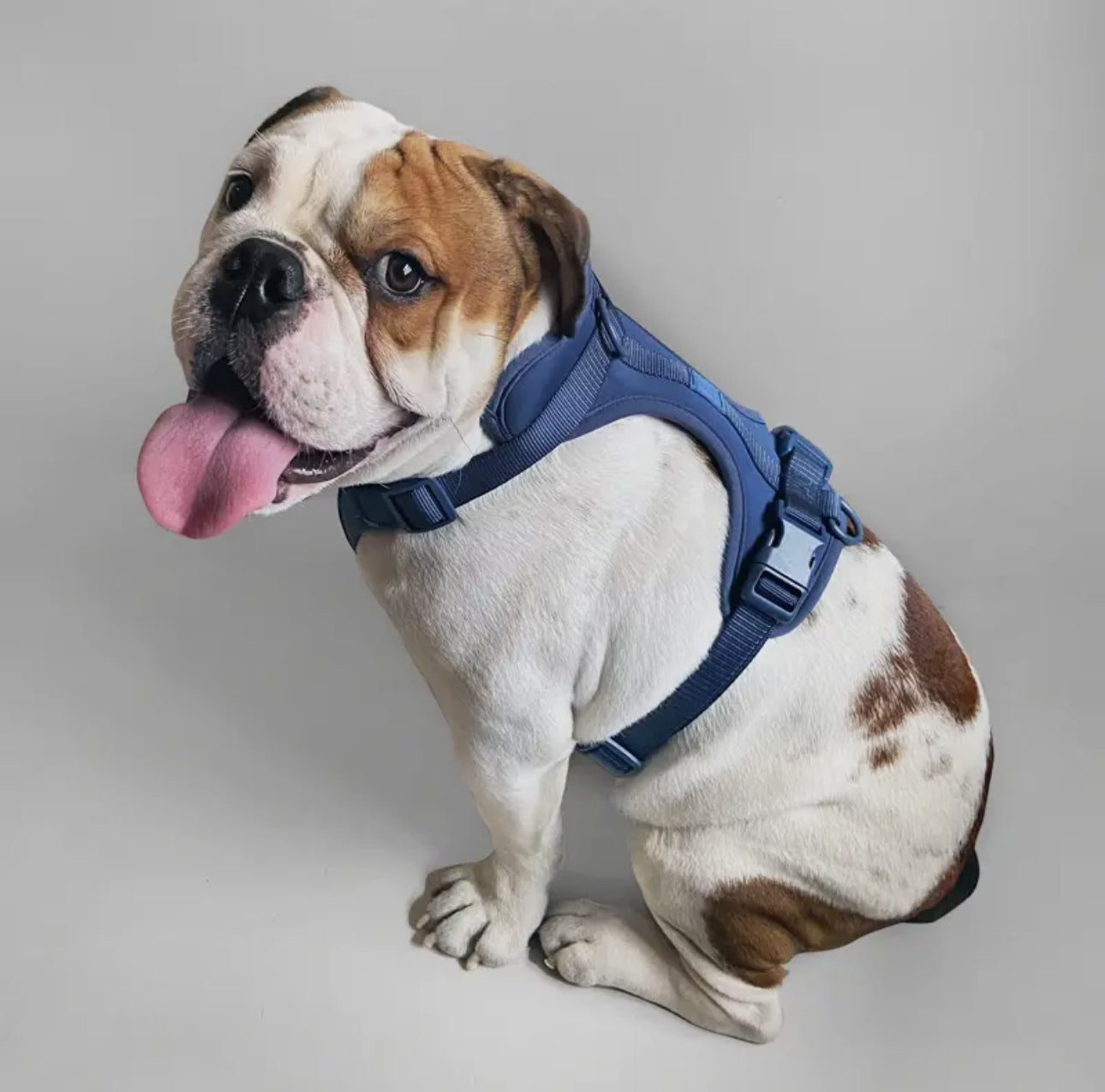 Dog Harness