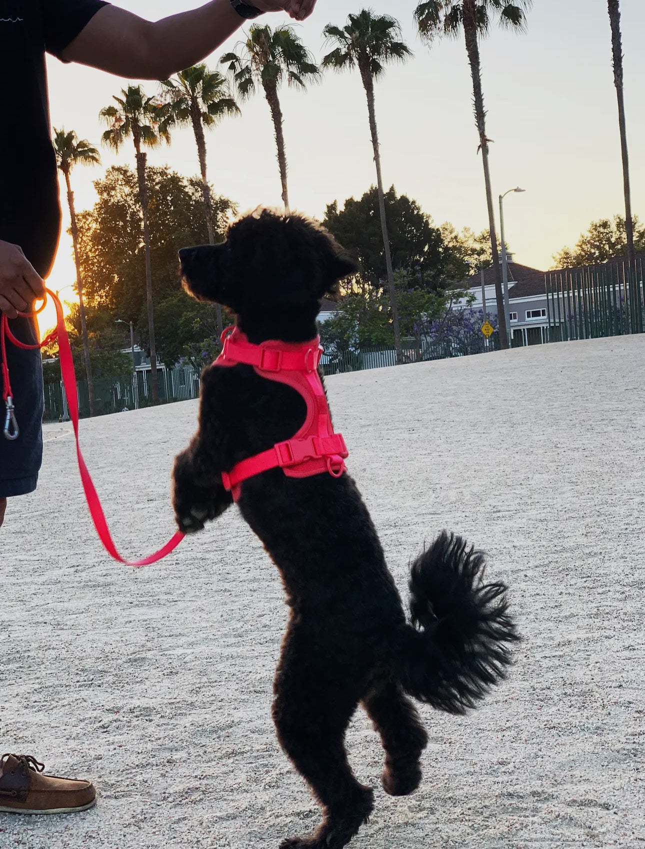 Dog Harness
