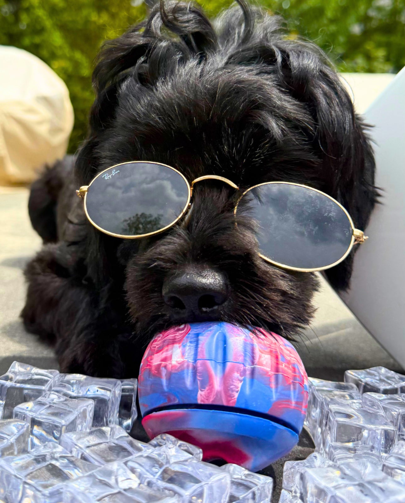 Pupsicle