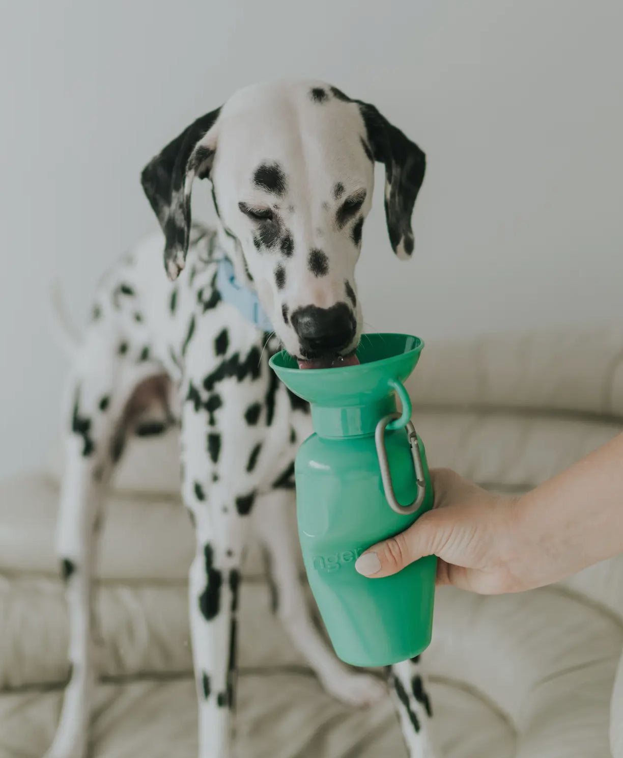 Springer Classic Dog 
Water Travel Bottle