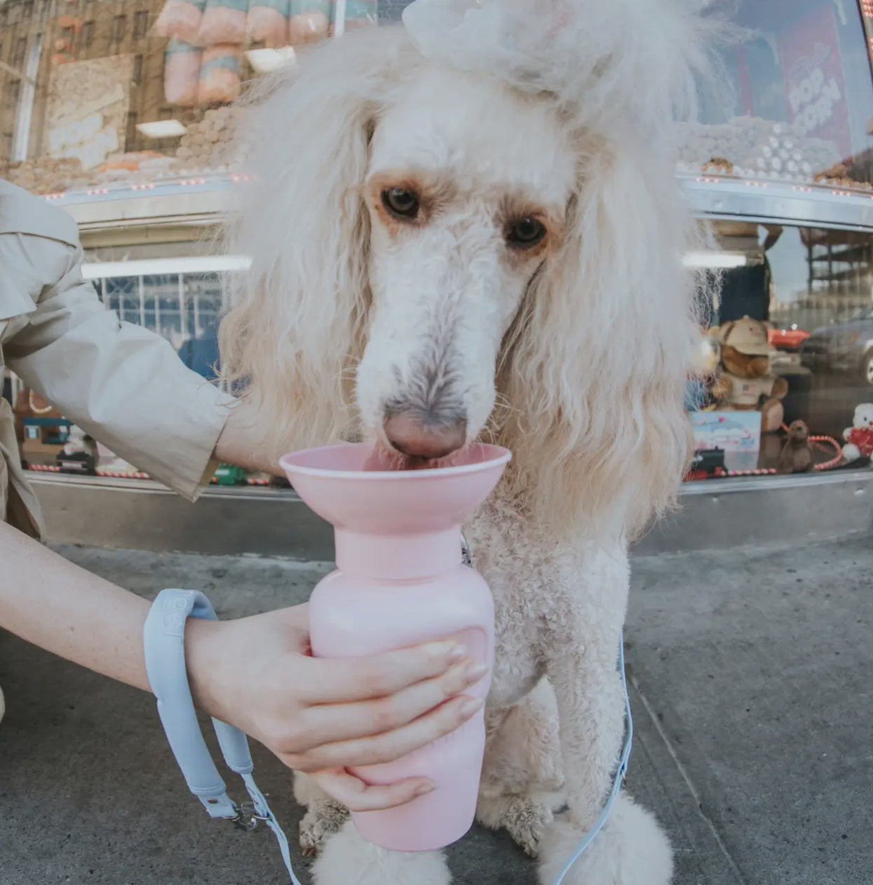 Springer Classic Dog 
Water Travel Bottle