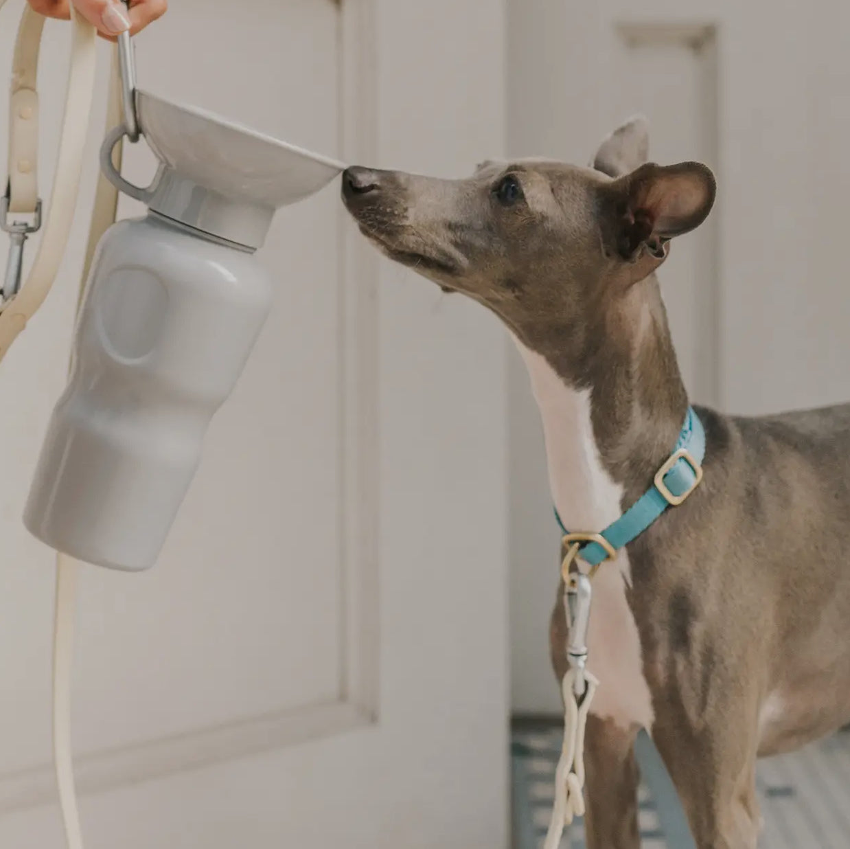 Springer Classic Dog 
Water Travel Bottle