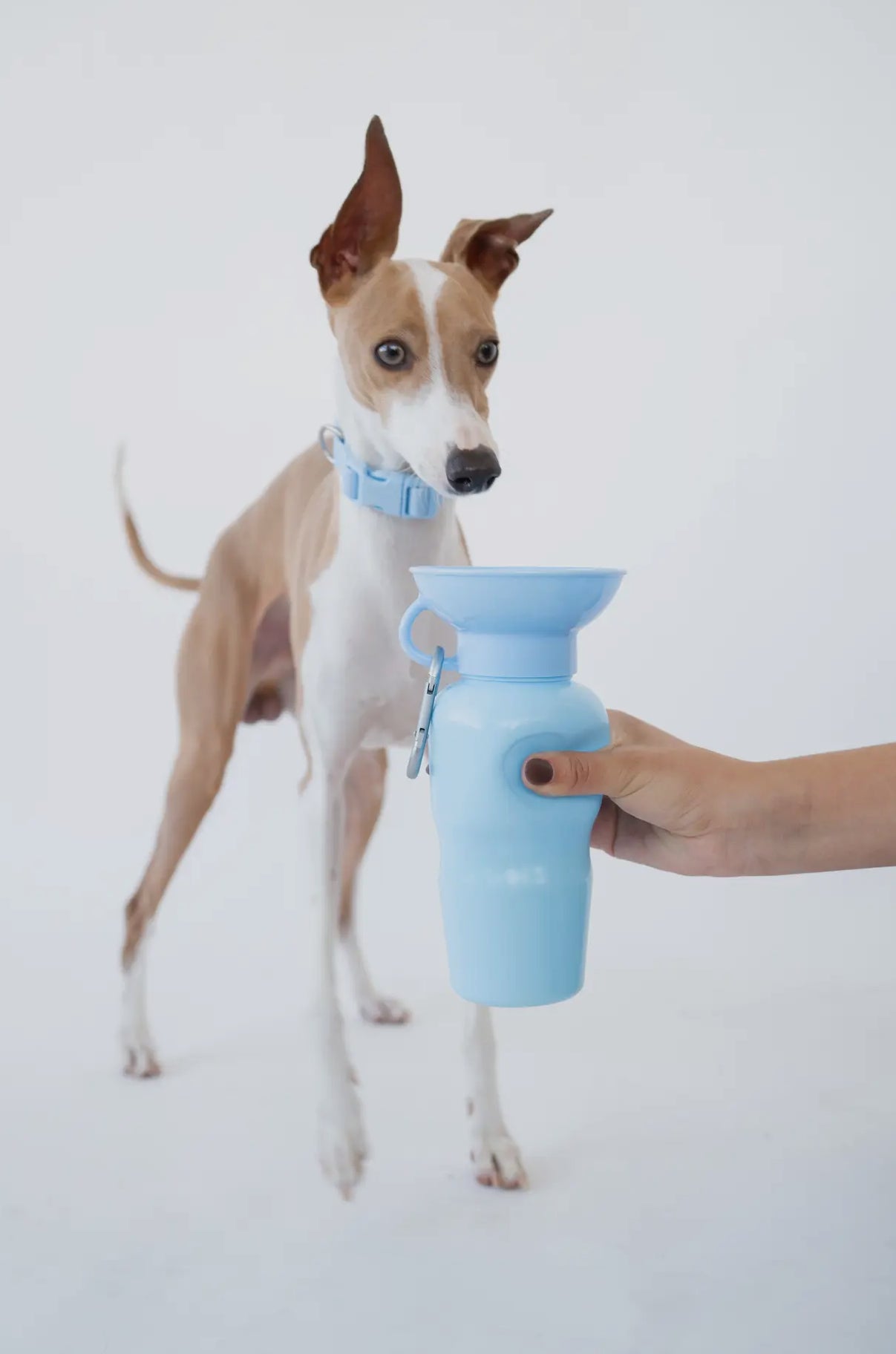 Springer Classic Dog 
Water Travel Bottle