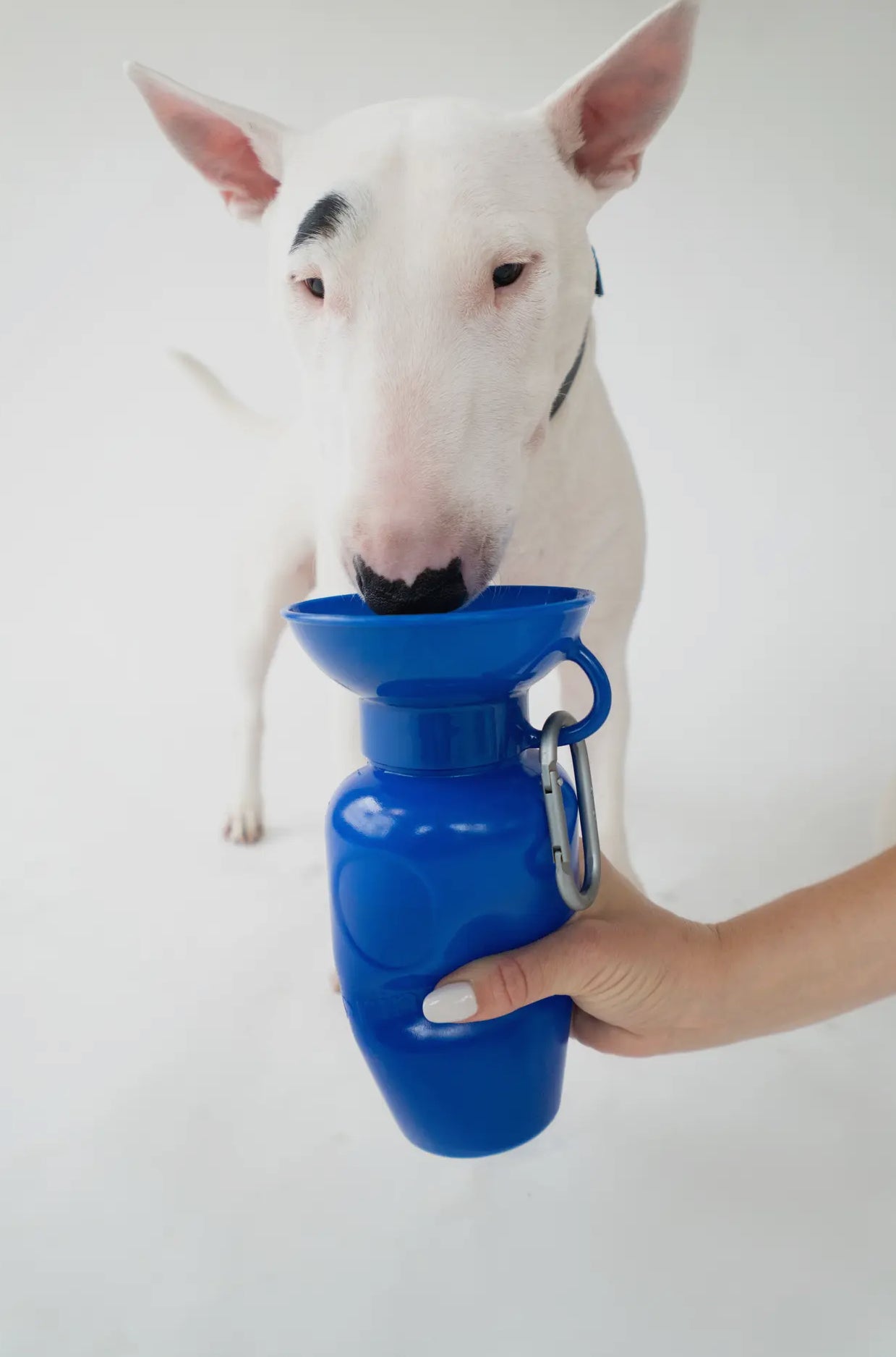 Springer Classic Dog 
Water Travel Bottle