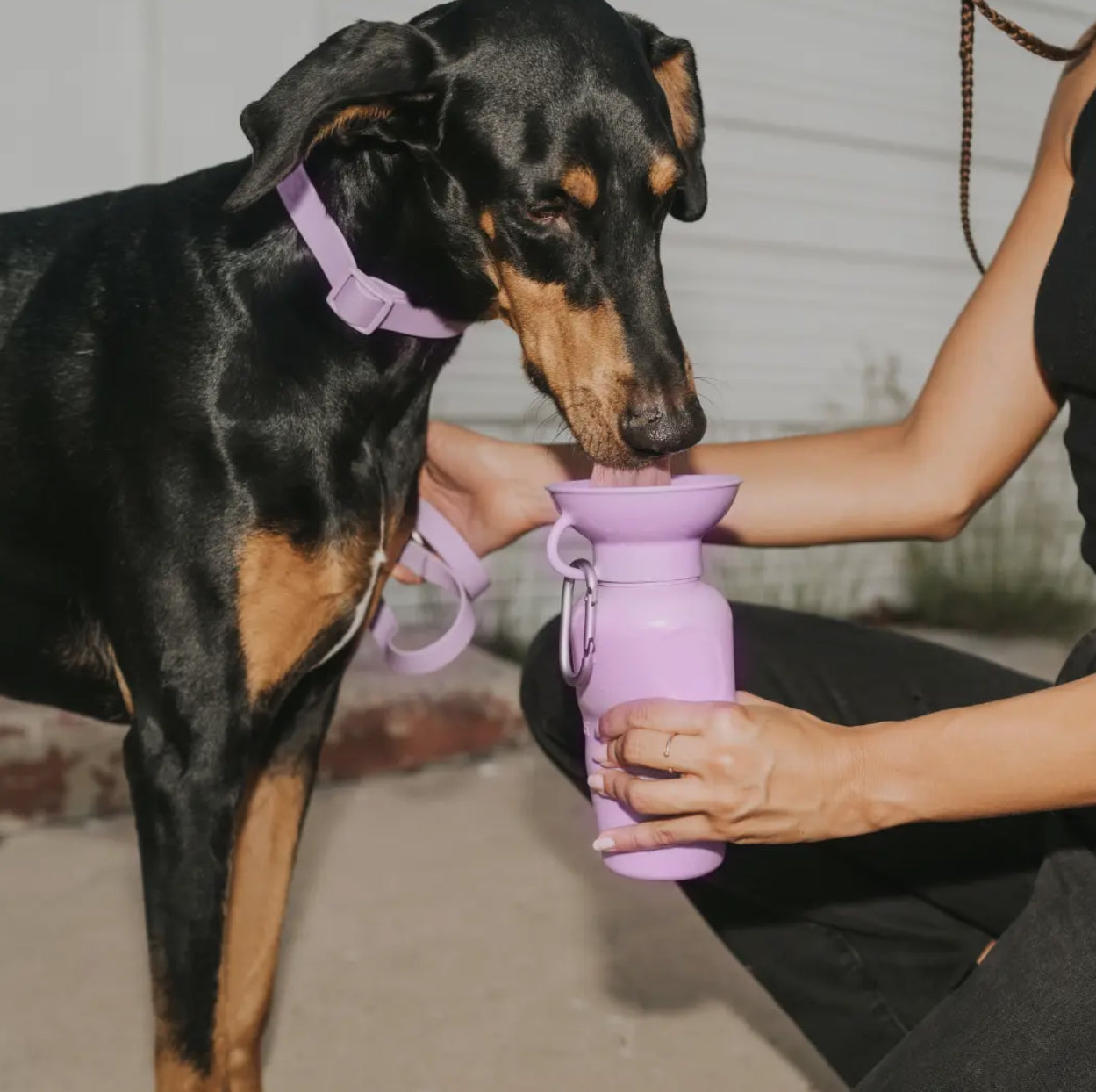 Springer Classic Dog 
Water Travel Bottle