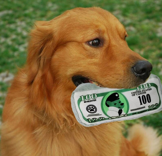 Money Dog Toy