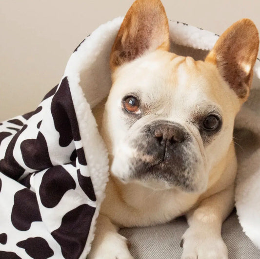 Dog Blanket with Sherpa- Cow Print