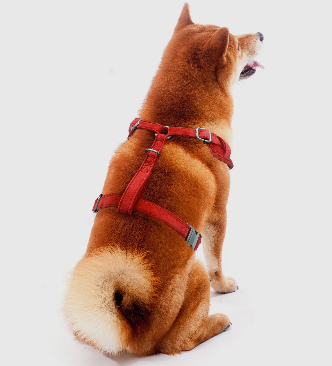 NFL Kansas City Chiefs Pet Harness